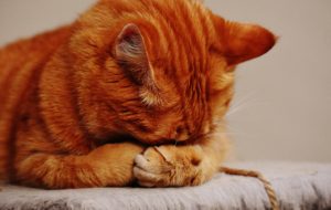 Create Engaging Course Videos: A cat puts his head between its paws in a gesture of failure.