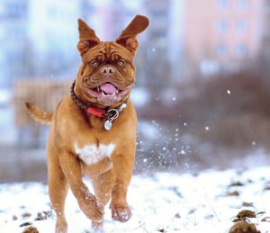 Create Engaging Course Videos: A very excited dog is running to its person