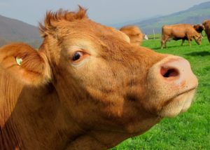 Create Engaging Course Videos: a suspicious cow eyes the camera